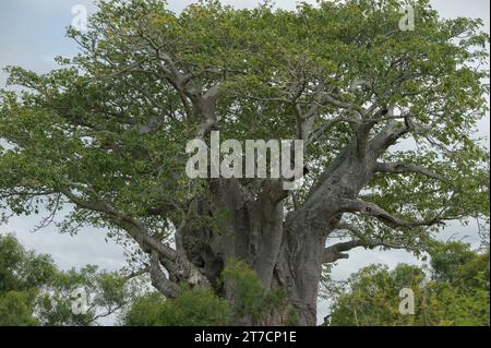 Magnifique baobab dans la province du Limpopo, en Afrique du Sud Banque D'Images