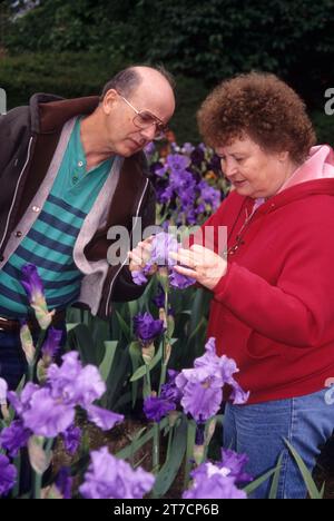 Affichage de l'iris, le jardin de l'Iris Schreiner Gardens, Marion County, Oregon Banque D'Images