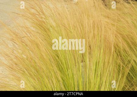 Herbe haute fine npaille couleur herbe vêtue naturellement. Communique la croissance, le green et l'arrière-plan. Banque D'Images