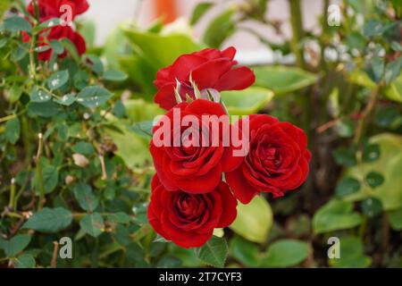 Bouquet de belles roses rouges en automne Banque D'Images