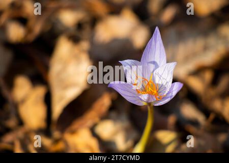 Crocus de Bieberstein, fleur bleue dans la forêt Banque D'Images