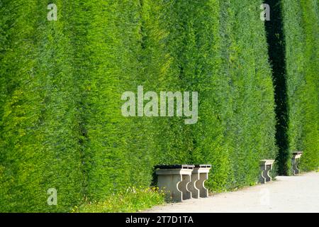 Taxi, haie, jardin, plante, bord, Yew commun, bordure, Bench Yew Hedge Garden Banque D'Images