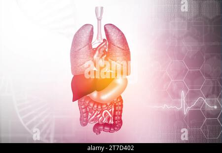 Anatomie des organes internes humains sur le fond scientifique. illustration 3d. Banque D'Images