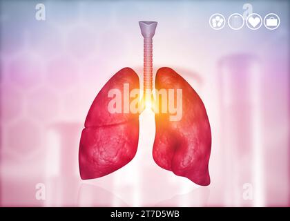 Anatomie des poumons humains avec bronche et trachée. illustration 3d. Banque D'Images