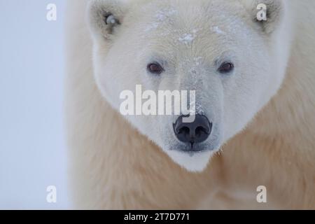 Portrait de l'ours polaire, Ursus maritimus, Kaktovik, Alaska, Océan Arctique, ÉTATS-UNIS Banque D'Images