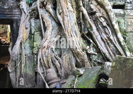 Un ancien visage en pierre sculptée jette un œil derrière les racines des arbres envahis parmi les ruines du parc archéologique d'Angkor près de Siem Reap, au Cambodge Banque D'Images