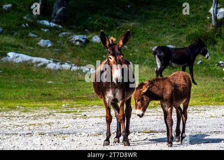 Âne avec troupeau de moutons gros plan de l'âne sur le mont Ortigara sur le plateau Asiago Vicence Veneto Italie Banque D'Images