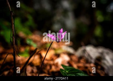 Gros plan de Cyclamen purpurascens à Tonezza del Cimone Vicenza Veneto Italie Banque D'Images