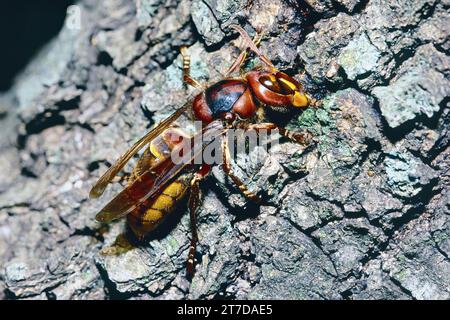 le frelon européen se nourrit de la sève du pin domestique, Vespa crabro, Vespidae Banque D'Images