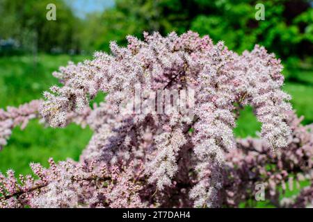 Beaucoup de fleurs roses vives et de petits bourgeons de Tamarix, tamarisk ou cèdre du sel dans un jardin ensoleillé de printemps, beau fond extérieur photographié avec humour Banque D'Images