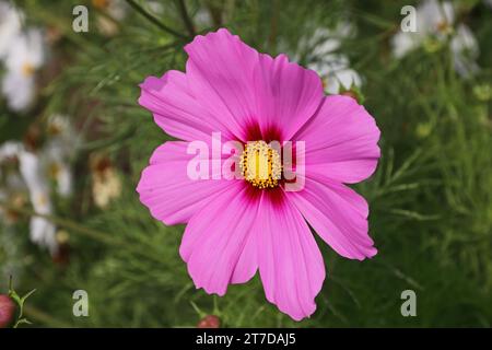 Fleur unique violet Cosmos Banque D'Images