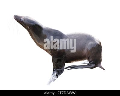 mer ​​lion isolé sur un fond blanc Banque D'Images