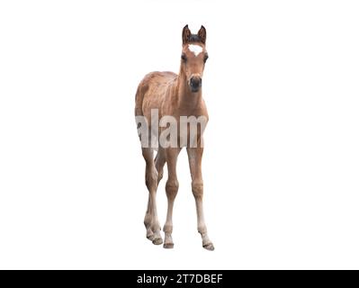 cheval brun petit sur fond blanc Banque D'Images