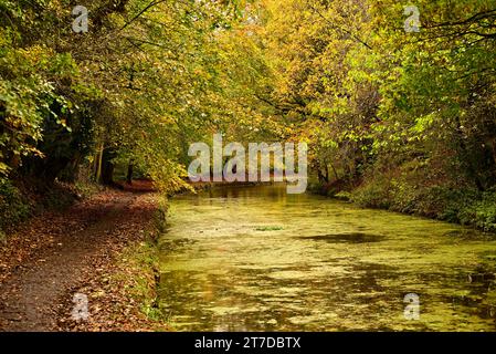 Autour du Royaume-Uni - couleurs de l'automne le long du canal de Leeds à Liverpool Banque D'Images