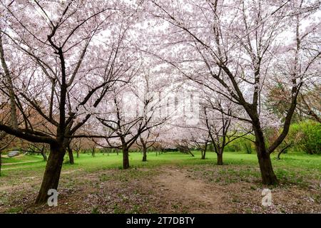 Grands cerisiers avec beaucoup de fleurs blanches en pleine fleur dans le jardin japonais du parc du Roi Michael I (ancien Herastrau) à Bucarest, Roumanie, in Banque D'Images