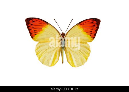 grande pointe orange (hebomoia glaucippe) isolée sur fond blanc Banque D'Images