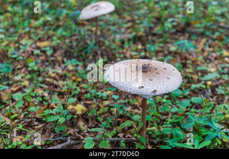 Macrolepiota clelandii (champignon parapluie) poussant dans la forêt Banque D'Images