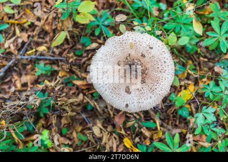 Macrolepiota clelandii (champignon parapluie) poussant dans la forêt Banque D'Images