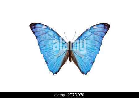 papillon bleu (morpho adonis) isolé sur fond blanc Banque D'Images