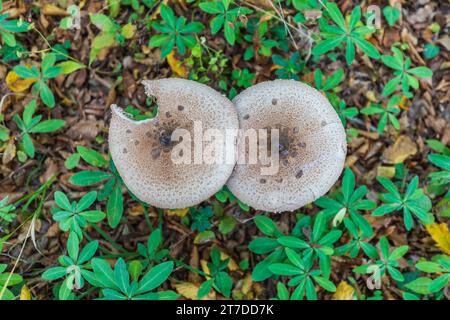 Macrolepiota clelandii (champignon parapluie) poussant dans la forêt Banque D'Images