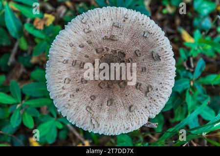 Macrolepiota clelandii (champignon parapluie) poussant dans la forêt Banque D'Images