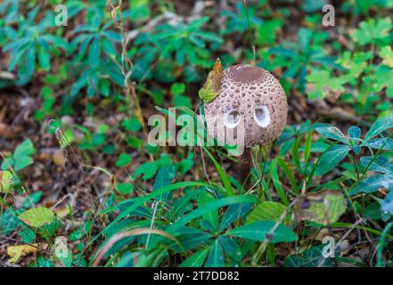 Macrolepiota clelandii (champignon parapluie) poussant dans la forêt Banque D'Images