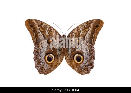 Hibou géant Idomeneus (caligo idomeneus), papillon isolé sur fond blanc Banque D'Images