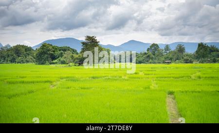 vert luxuriant rizières vue sur la montagne dans le sud-est de l'asie campagne agriculture paysage rural naturel Banque D'Images