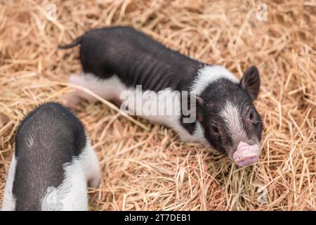 Cochon miniature ou mini cochon petites races de porc domestique pour mignon animal de compagnie charmant Banque D'Images