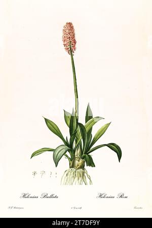 Vieille illustration de Swamp Pink (Helonias bullata). Les liacées, de P. J. redouté. Impr. Didot Jeune, Paris, 1805 - 1816 Banque D'Images