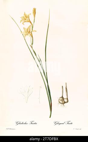 Illustration ancienne de Marsh Afrikaner (Gladiolus tristis). Les liacées, de P. J. redouté. Impr. Didot Jeune, Paris, 1805 - 1816 Banque D'Images