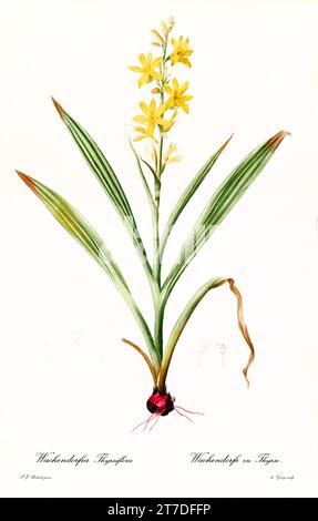 Illustration ancienne de Bloodroot (Wachendorfia thyrsiflora). Les liacées, de P. J. redouté. Impr. Didot Jeune, Paris, 1805 - 1816 Banque D'Images