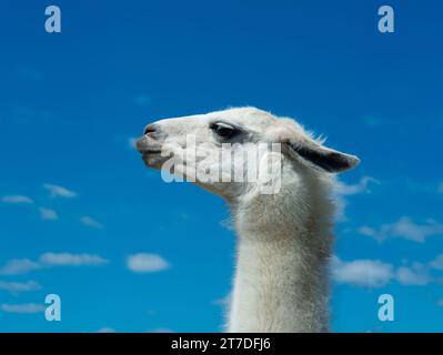 portrait de lama blanc sur ciel bleu Banque D'Images