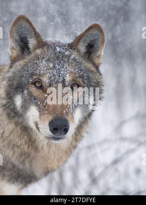 portrait d'un loup gris couvert de glace en hiver dans la forêt Banque D'Images