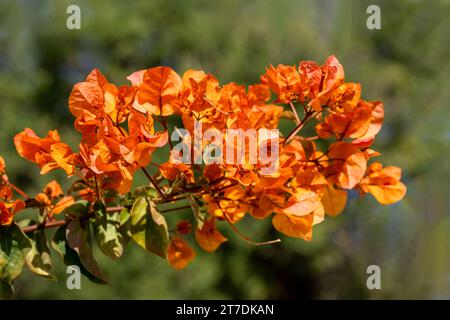 Gros plan des bractées orange entourant la fleur de la plante de Bougainvillea à Corfou, Grèce Banque D'Images