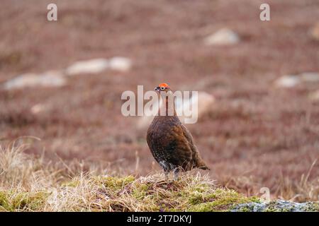 Thérèse rouge mâle (Lagopus lagopus) perché sur des rochers recouverts de mousse dans le parc national de Cairngorms en Écosse au Royaume-Uni. Mars 2023 Banque D'Images