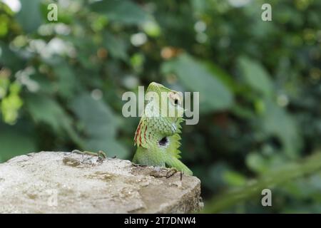 Une vue de la tête surélevée d'un lézard vert, qui révèle sa texture de joue et d'épaule. Il s'agit d'un lézard de forêt verte commun mâle (Calotes Calotes) sur Banque D'Images