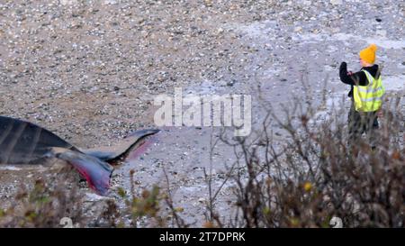 Newquay Cornwall UK, 15/11/2023, Une baleine nageoire morte a échoué ce matin sur une plage populaire de Cornwall. L’animal, qui mesurerait 16 mètres de long, a été découvert sur la plage de Fistral à Newquay avant 7h ce matin (mercredi 15 novembre). Cornwall Council demande aux gens d'éviter la plage. La baleine aurait été vue vivante dans la baie la veille. Une équipe de Cornwall Wildlife Trust Marine Stranding a été alertée de l’incident et est sur place. La police de Devon et Cornwall a également été invitée à se rendre au large de la zone dans le but d'empêcher les gens et les chiens d'approcher les puissants Banque D'Images