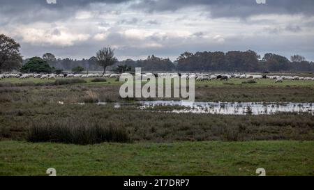 Un troupeau de moutons Drenthe Heath, marchant et pavant à travers la réserve naturelle de Dwingelderveld, par une journée froide et humide d'automne en novembre Banque D'Images