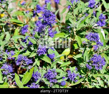 Un gros plan de Caryopteris x clandonesis, Barbe Bleue 'Longwood Blue' fleurs dans un jardin Banque D'Images