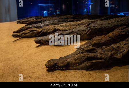 Crocodiles momifiés du Nil dans le musée du crocodile situé près du temple Kom OMB Banque D'Images