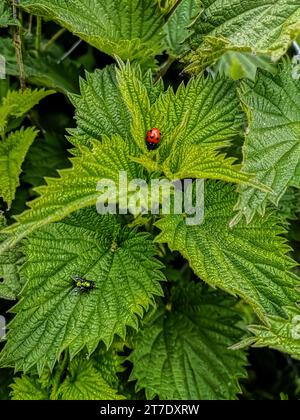 Une charmante coccinelle rouge à sept taches vole la scène sur une feuille verte luxuriante, rejointe par une curieuse mouche ci-dessous. Banque D'Images