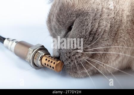 Cat renifle le capteur d'oxygène des moteurs à essence et diesel Banque D'Images