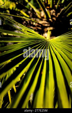 Vue rapprochée d'un Trachycarpus fortunei poussant dans Trenance Gardens à Newquay en Cornouailles au Royaume-Uni. Banque D'Images