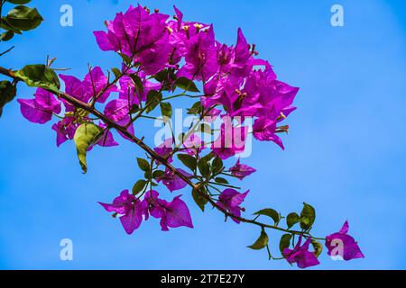 Fleur de bougainvillier, fleur de papier, fleur de bougainvillier rose dans une journée ensoleillée dans le jardin. Fleurs de Bougainvillea en fleurs comme arrière-plan. Dos floral Banque D'Images