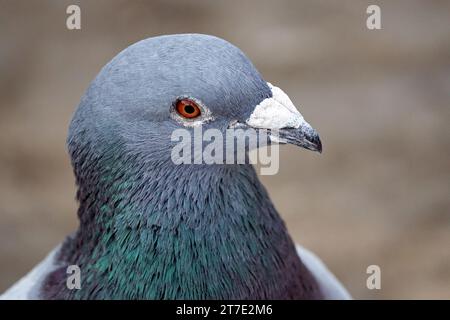 Un pigeon de roche mâle adulte est vu. Les pigeons mâles doivent nourrir leur partenaire avant de s'accoupler. Cette alimentation bouche-à-bouche rapproche les deux sexes. Diyarbakir Université Dicle Faculté des sciences Département de biologie le professeur Dr. Ahmet Kilic, a déclaré que dans la vie des pigeons et des colombes, l'homme offre d'abord de la nourriture à sa femme de sa gorge et ce comportement provoque les deux espèces à se rapprocher. Kilic, a parlé comme suit: "Cette alimentation est plus un lien de rapprochement entre les époux que de nourrir le ventre. Le parent nourrit sa progéniture de la même manière. Ce comportement est également observé dans d Banque D'Images