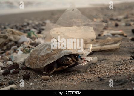 Le corps d'une tortue de mer morte sur une plage au milieu d'une wate de plastique à Mersin, Turquie. Banque D'Images