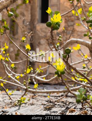 Un superbe cliché du château de Monemvasia en Grèce avec un arbre au premier plan Banque D'Images