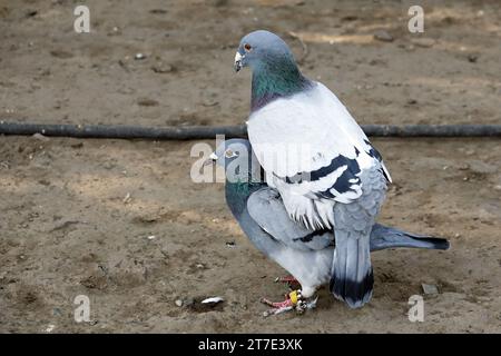 Diyarbakir, Turquie. 13 octobre 2023. Un pigeon mâle est vu monter le pigeon femelle par derrière dans ce qu'on appelle l'accouplement. Les pigeons mâles doivent nourrir leur partenaire avant de s'accoupler. Cette alimentation bouche-à-bouche rapproche les deux sexes. Diyarbakir Université Dicle Faculté des sciences Département de biologie le professeur Dr. Ahmet Kilic, a déclaré que dans la vie des pigeons et des colombes, l'homme offre d'abord de la nourriture à sa femme de sa gorge et ce comportement provoque les deux espèces à se rapprocher. Kilic, a parlé comme suit : ''cette alimentation est plus un lien de rapprochement entre les époux que l'alimentation du b Banque D'Images