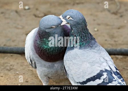 Diyarbakir, Turquie. 13 octobre 2023. Un pigeon mâle nourrit son partenaire par la bouche avant la séance d'accouplement. Les pigeons mâles doivent nourrir leur partenaire avant de s'accoupler. Cette alimentation bouche-à-bouche rapproche les deux sexes. Diyarbakir Université Dicle Faculté des sciences Département de biologie le professeur Dr. Ahmet Kilic, a déclaré que dans la vie des pigeons et des colombes, l'homme offre d'abord de la nourriture à sa femme de sa gorge et ce comportement provoque les deux espèces à se rapprocher. Kilic, disait : ''cette alimentation est plus un lien de rapprochement entre les époux que de nourrir le ventre. Le parent Banque D'Images